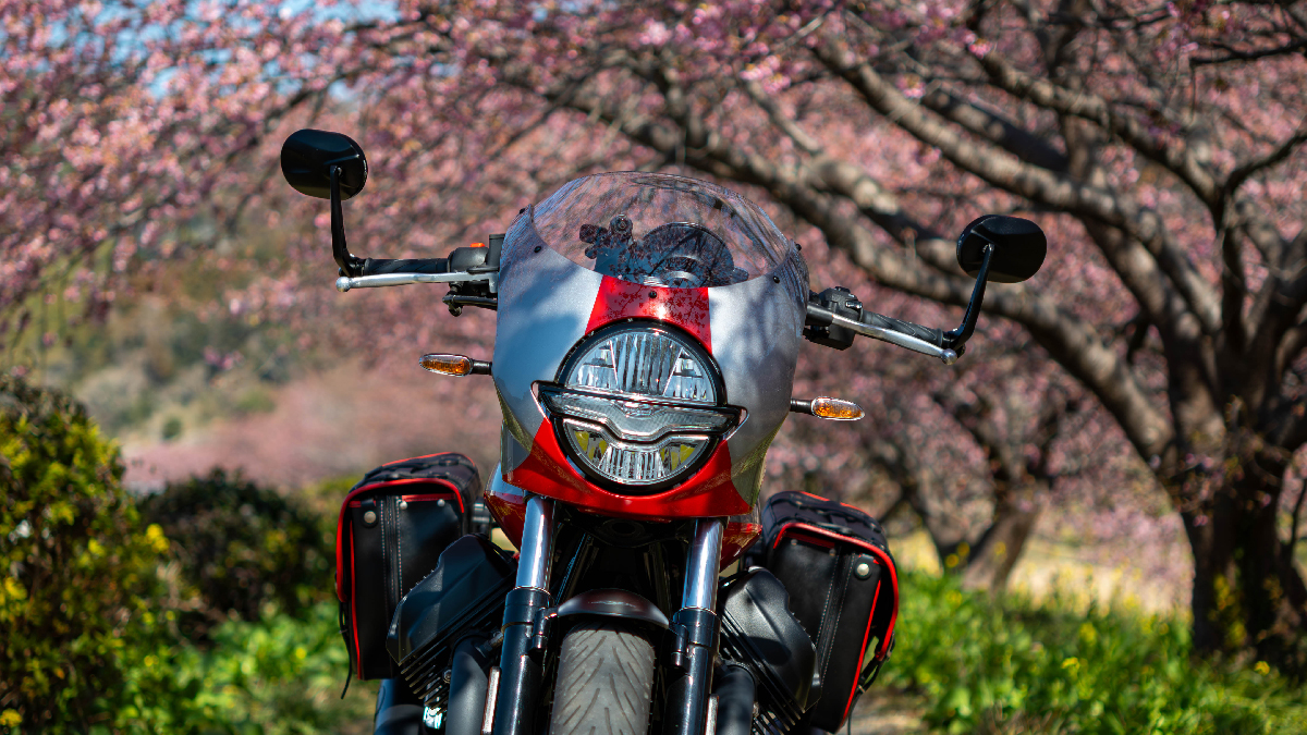 南伊豆へ。河津桜とMoto Guzzi V7 Stone Corsaくんコラボ撮影へ